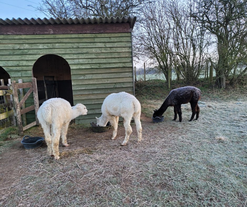 We're still enjoying some crisp mornings here at Stable Oak but Spring is on the horizon! ❄️ 

#frostymorning #alpacas #alpacasofinstagram #lovealpacas #stableoak #stableoakcottages