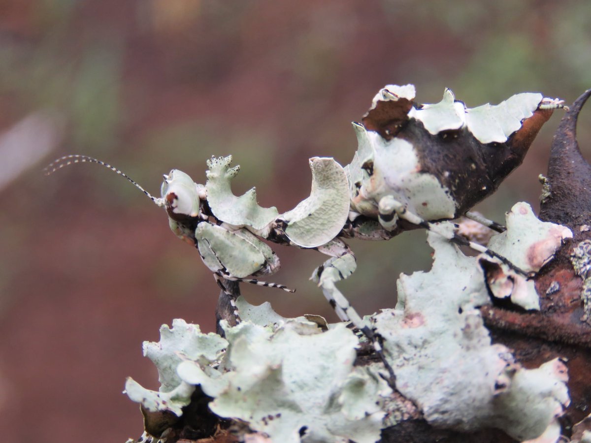 babalahhh's tweet photo. Adult female lichen praying mantis (Oxyelaea sp.).
Definitely the most spectacular example of lichen mimicry I've ever witnessed.

#lichen #prayingmantis #Mantodea #mimicry #cool #awesome #wildlife  #beautiful #insects #animals #Invertebrates #camouflage #spectacular https://t.co/vzTjBN8TMw