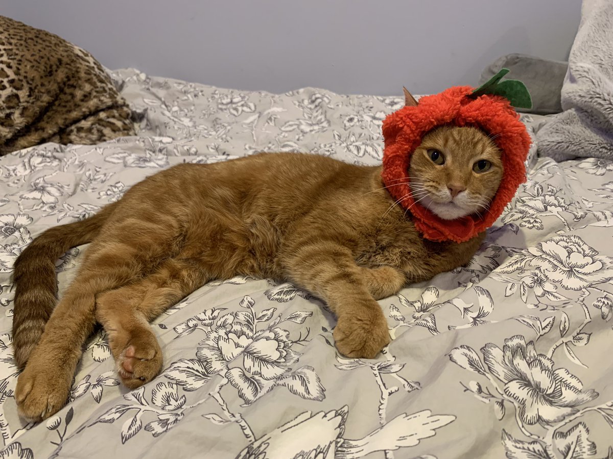 saragoldrickrab's tweet photo. He really is such a good boy #PellCat #CatsOfTwitter https://t.co/MJUXDUHhlQ