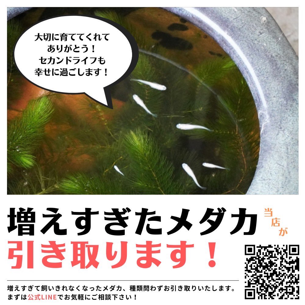 World Green Aquarium お気軽にdmください メダカ引取 メダカ買取 メダカ販売 T Co 2sjiowluyu Twitter