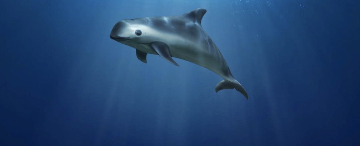 HudsonRTrader's tweet photo. 4th grade is diving deep into adding specific details into our writing! We used our previous knowledge about the vaquita to help explore how far we could push our thinking! #4thGrade #elementary #vaquitas #PushingOurThinking https://t.co/8t6ysuGGfs