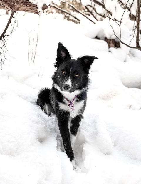 Simon's Lead tweet media