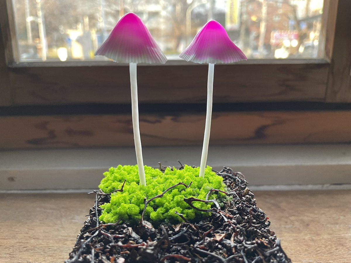 Pink bonnet』 モデルは“コウバイタケ”です。 実物の儚さをなんとかし