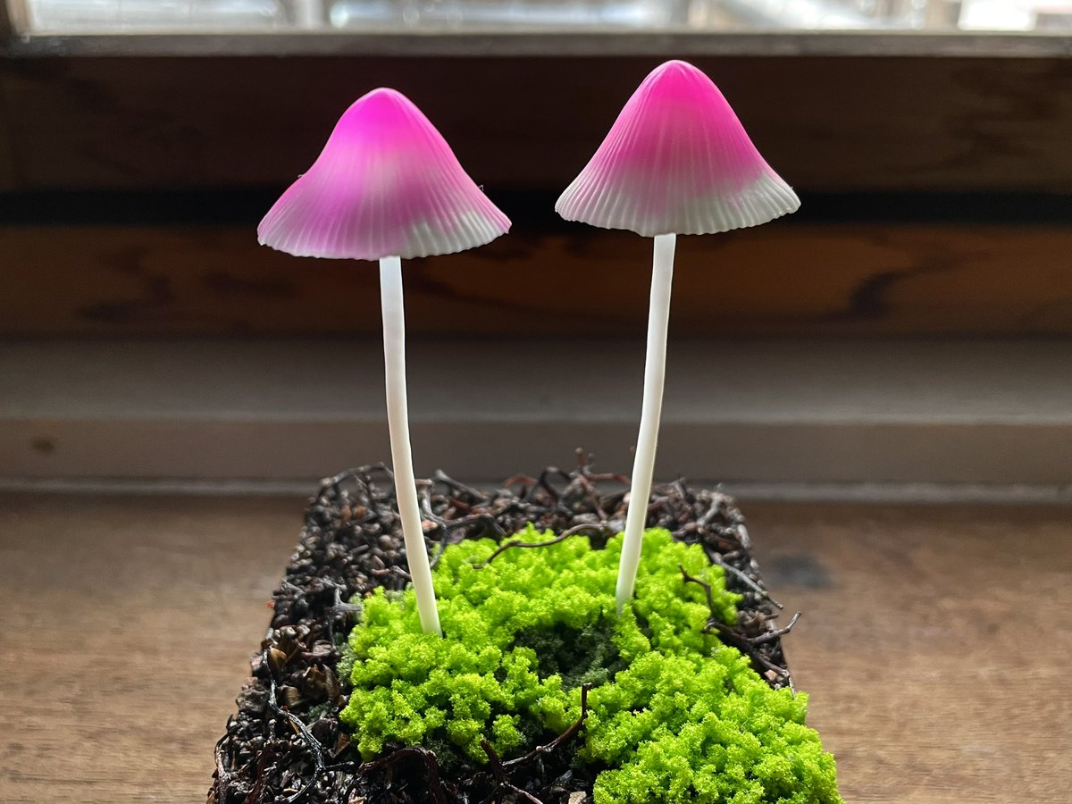 Pink bonnet』 モデルは“コウバイタケ”です。 実物の儚さをなんとかし