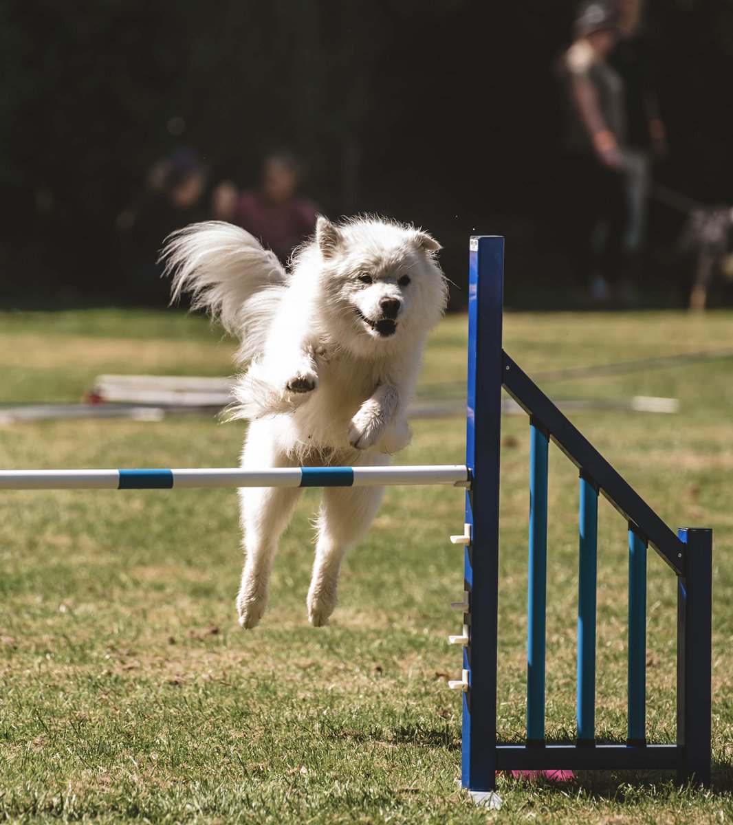 Tuesday is our favourite day because it’s agility day 🎉 #dogsoftwitter #dogsports
