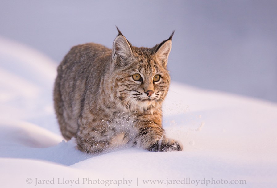 MTStateAlumni's tweet photo. Turns out real bobcats love the snow just as much as their human counterparts! #caturday #msustudents #msubobcats https://t.co/qNXnneioWB