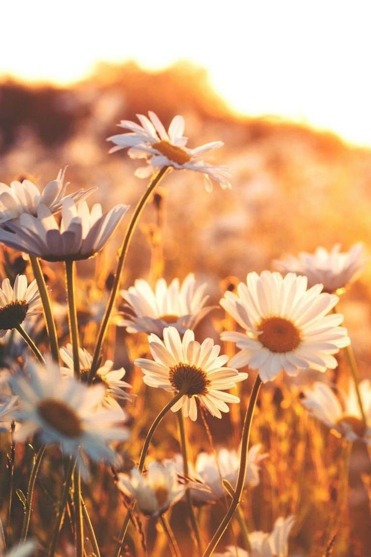 Beautiful Morning Nature