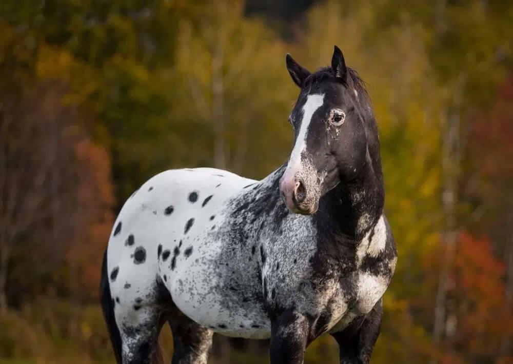 Лошадь черного окраса. Аппалуза чубарая порода лошадей. Пегая Аппалуза. Чубарая лошадь Аппалуза. Конь породы Аппалуза.