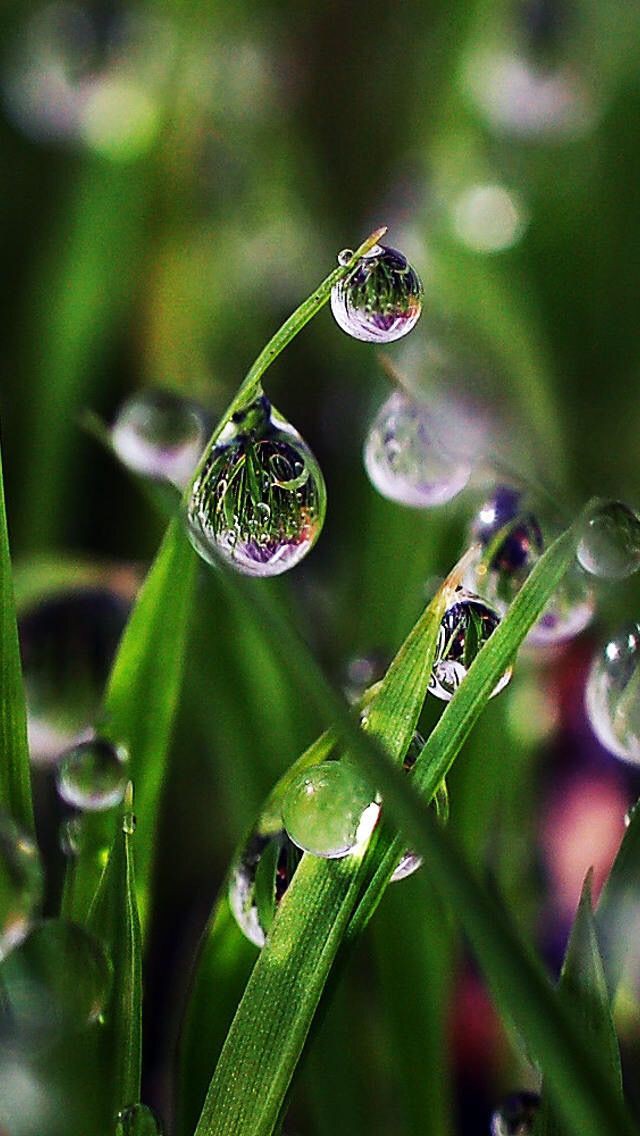 Raindrops