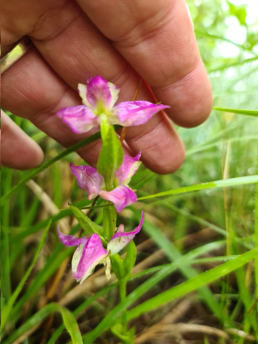 MartiBlom's tweet photo. This #Orchid is a Dispersis oxyglossa (meaning pointed tongue). #Drakensberg #BotanyOnTheRun https://t.co/YJ2Gs2mAQj
