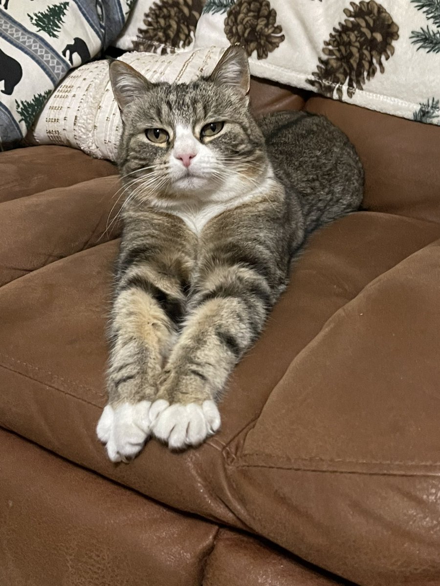 CrystalSimonsen's tweet photo. Apparently my cat judges everyone equally… #catsoftwitter #cats #restingcatface #bellekitty https://t.co/nOsOZmAMym