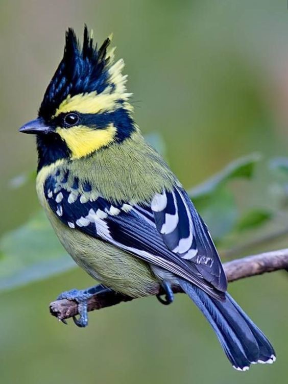 Beautiful Bird
On Twitter 💙💙💙💙