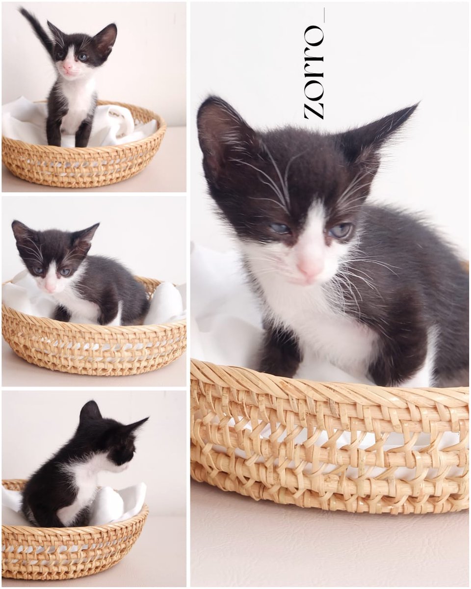 tinushariadi's tweet photo. 🐱 Cute Kitten for Adoption #FREE
• Lokasi Kemang, Jakarta Selatan
• Details : https://t.co/cHZsiEFZtl
#adopsikucinggratis https://t.co/M0DucX9ZXT