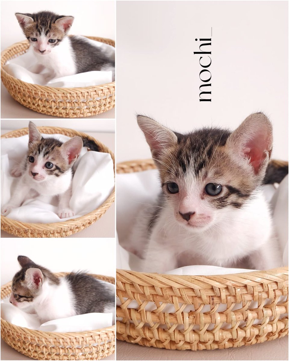tinushariadi's tweet photo. 🐱 Cute Kitten for Adoption #FREE
• Lokasi Kemang, Jakarta Selatan
• Details : https://t.co/cHZsiEFZtl
#adopsikucinggratis https://t.co/M0DucX9ZXT