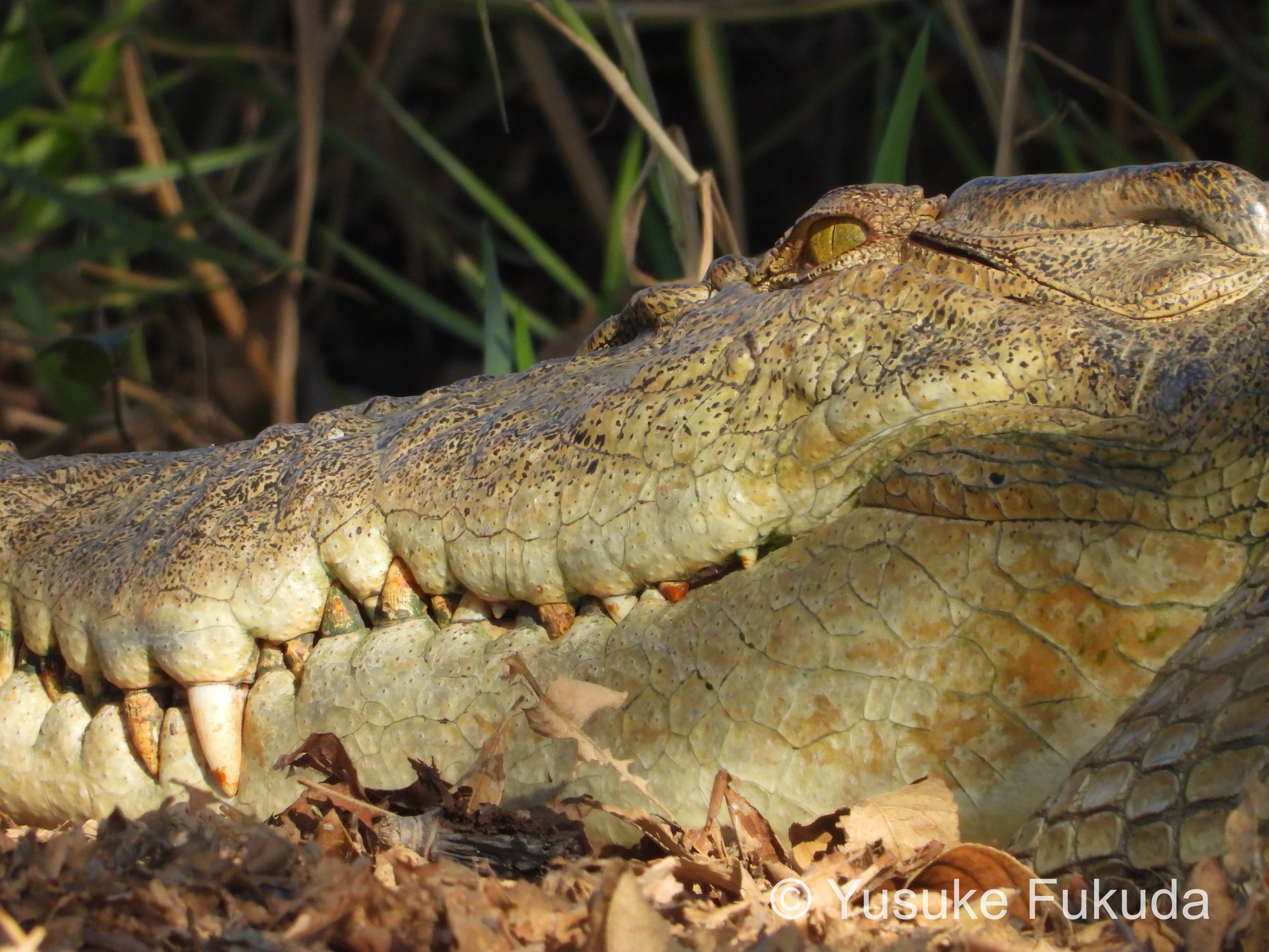 Tweets With Replies By 福田雄介 ワニ研究者 Gingacrocodylus Twitter