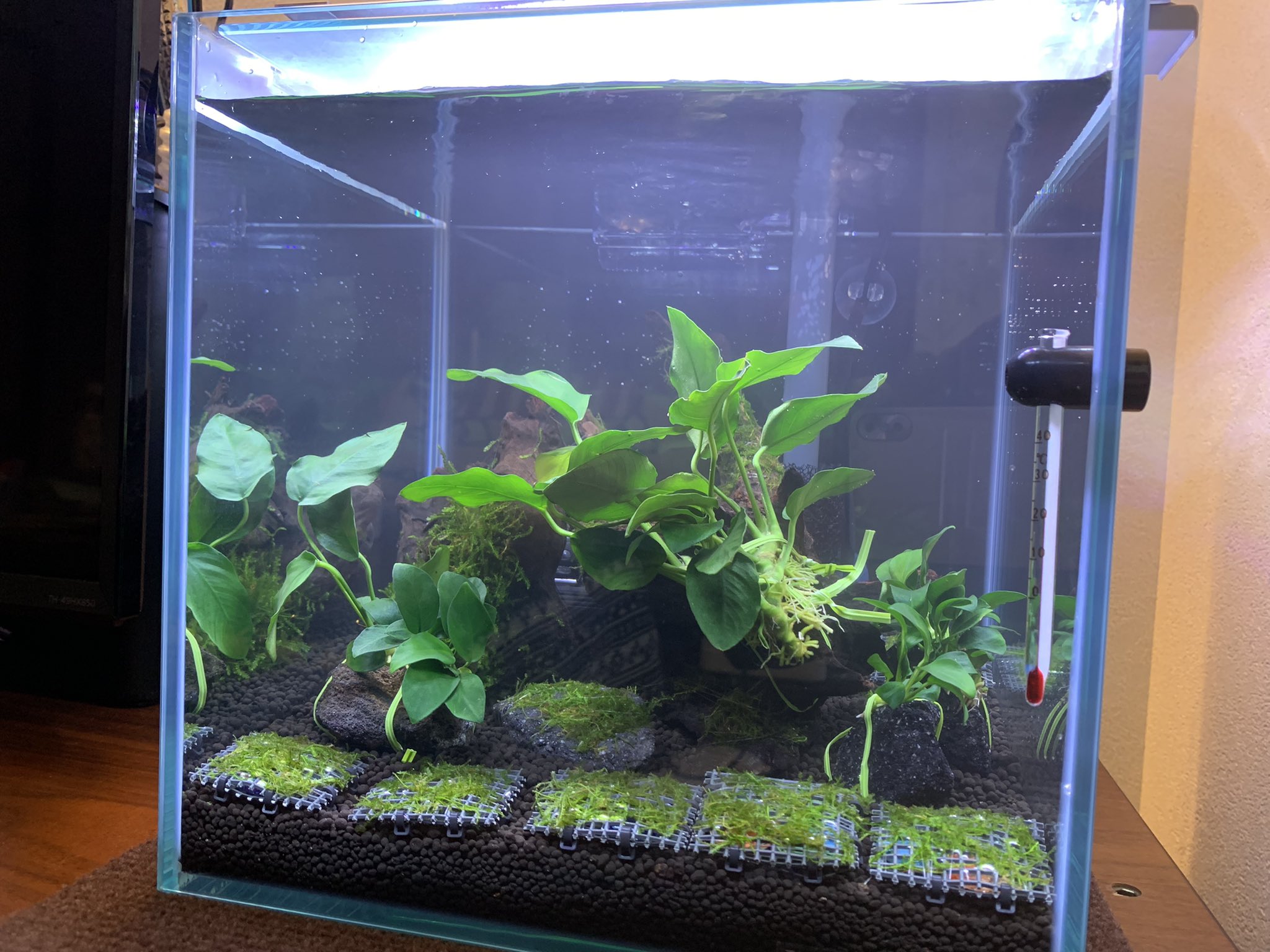 処すノ介 陰性水草活着ぶち込みから一夜明けて ちょっとギュウギュウ詰めだったから整理したw 流木活着 の南米ウィローモスはもうちょい茂ったらトリミングして溶岩石に活着させる事にして しばらくはアヌビアス達がちゃんと活着してくれるまでこのまま様子