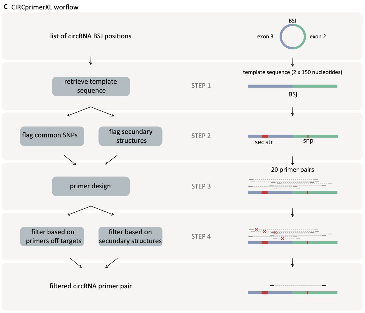 Happy to see our circRNA primer design paper out! And hoping our tool (circprimerxl.cmgg.be/design, github.com/OncoRNALab/CIR…) will be helpful to others working on circRNAs ⭕️🖥️😁frontiersin.org/articles/10.33… <a href="/jvdesomp/">Jo Vandesompele</a> <a href="/pjvolders/">Pieter-Jan Volders</a> <a href="/JAnckaert/">Jasper Anckaert</a> <a href="/crighent/">CRIG</a>