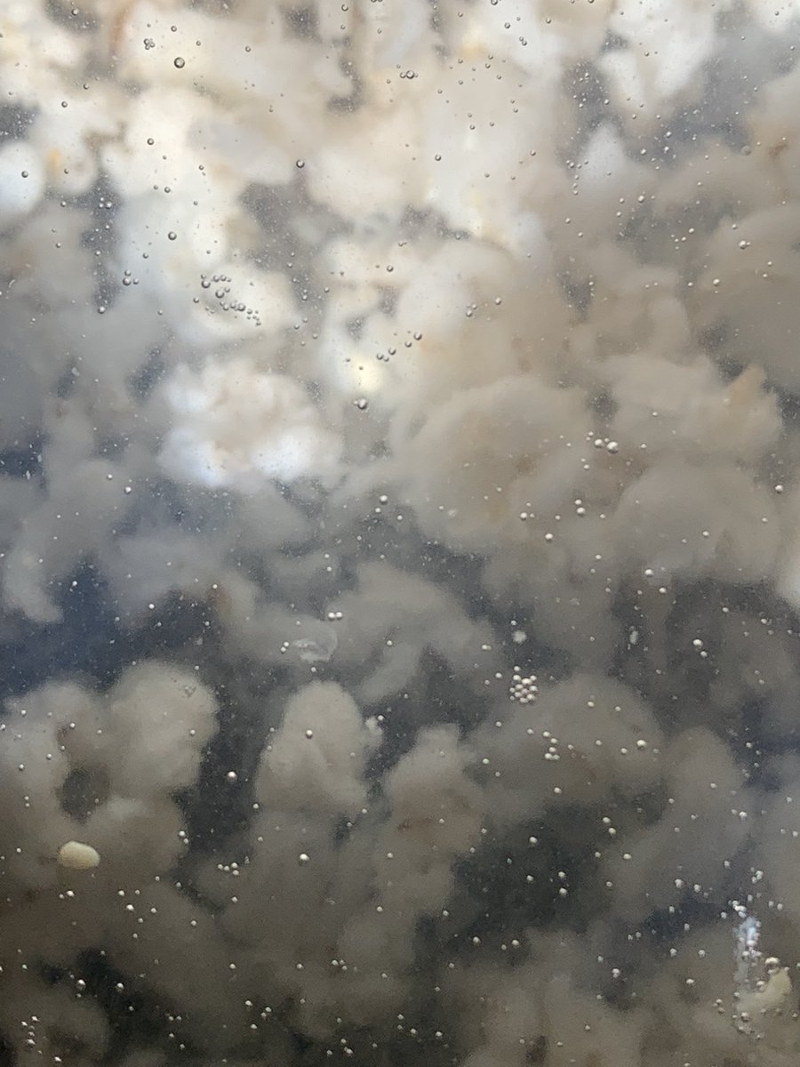 Misha Safran tweet media