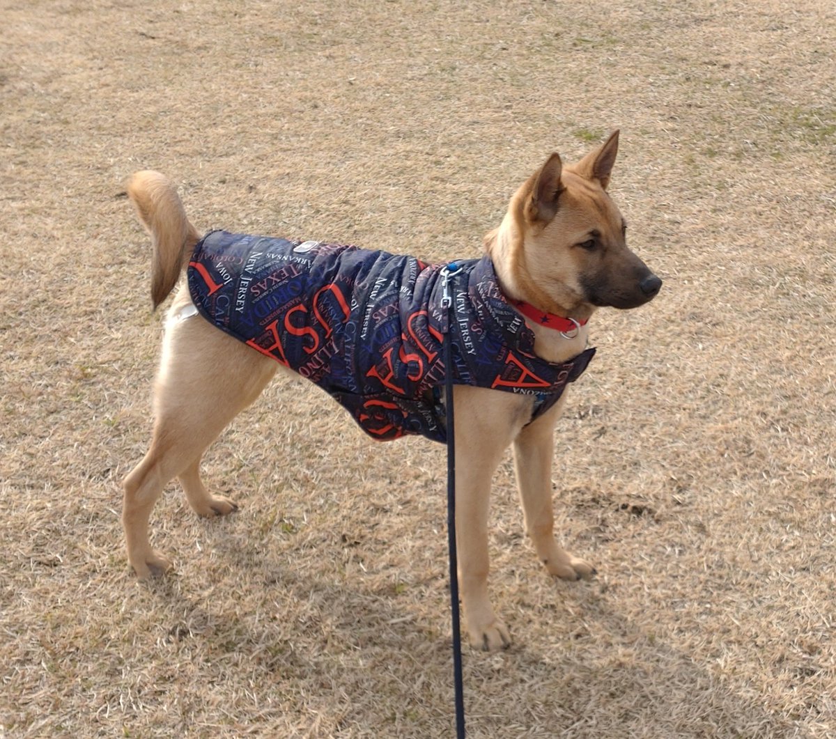 犬は散歩中に一度でもチヤホヤされた場所を覚えていて 人が来ないかちょっと待ってまた歩き始める チヤホヤに対する貪欲な姿勢を感じる Togetter