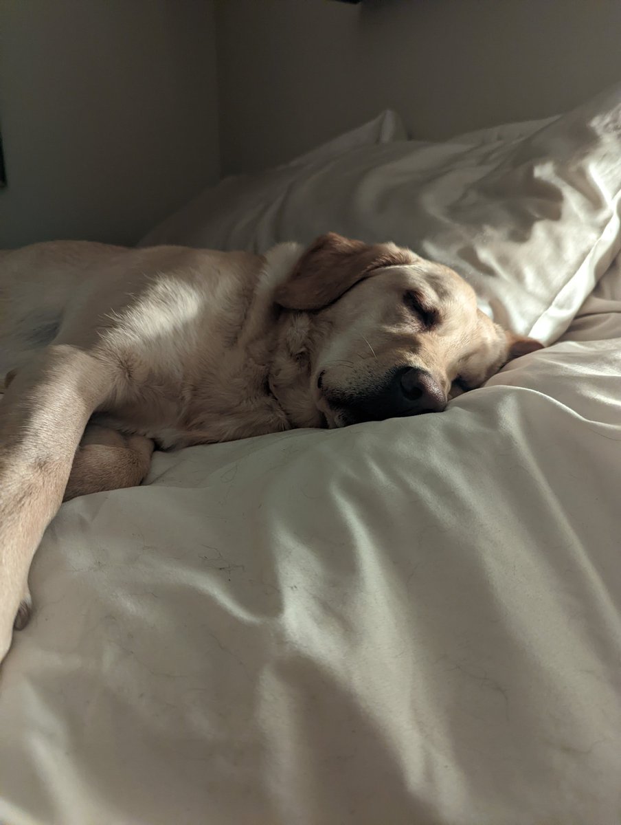 The princess has claimed my side of the bed so if anyone needs me, I'll be on the floor where I supposedly belong 🤙