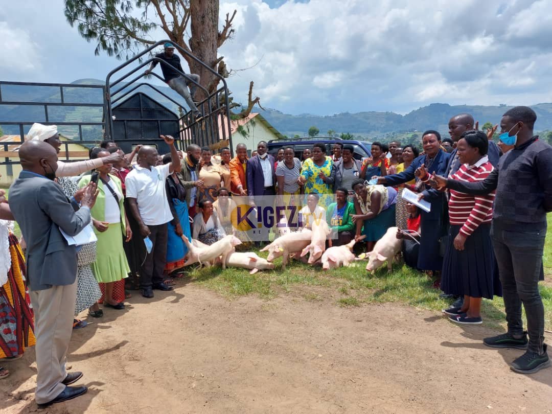 KigeziTv's tweet image. The Rubanda district Woman Member of Parliament Hon Prossy Begumisa yesterday handed over 50 piglets to Women groups from Muko and Hamurwa Sub Counties, Rubanda and Hamurwa town councils after requesting from her something to implove on income in their homes.

#kigezitv