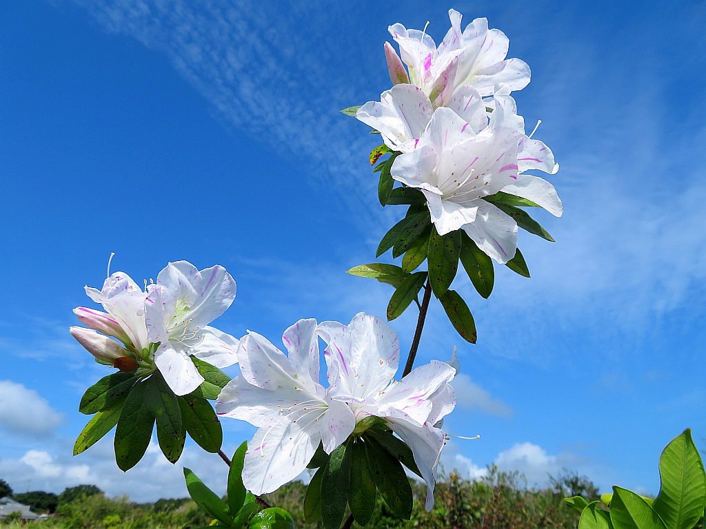 青空に白いツツジの花が、綺麗に映えています。 The white azalea flowers shine beautifully in the blue sky.