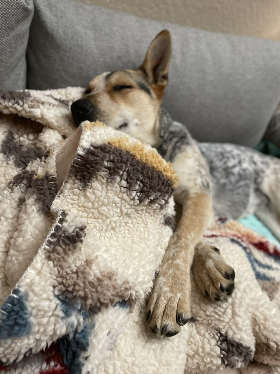 Me and blanket are best friends #dogsoftwitter #twitterdogcommunity