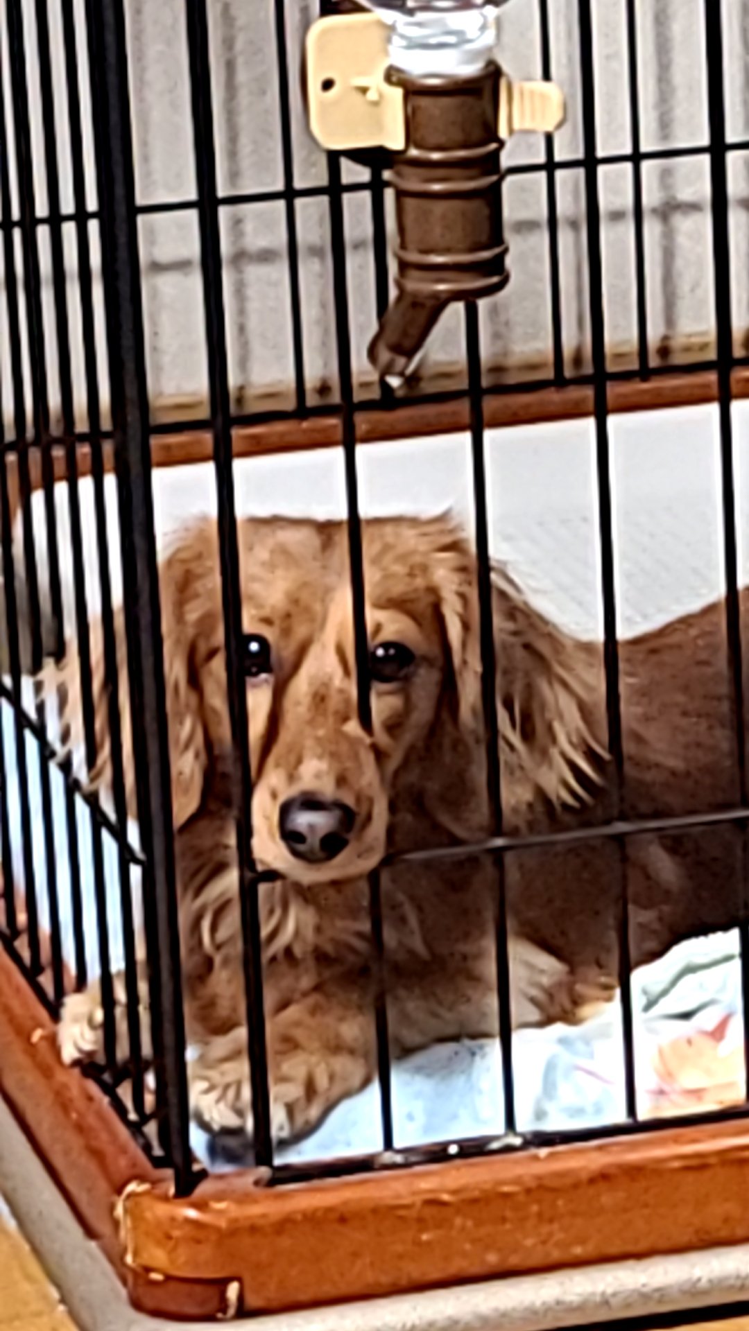 すねる Twitter Search Twitter