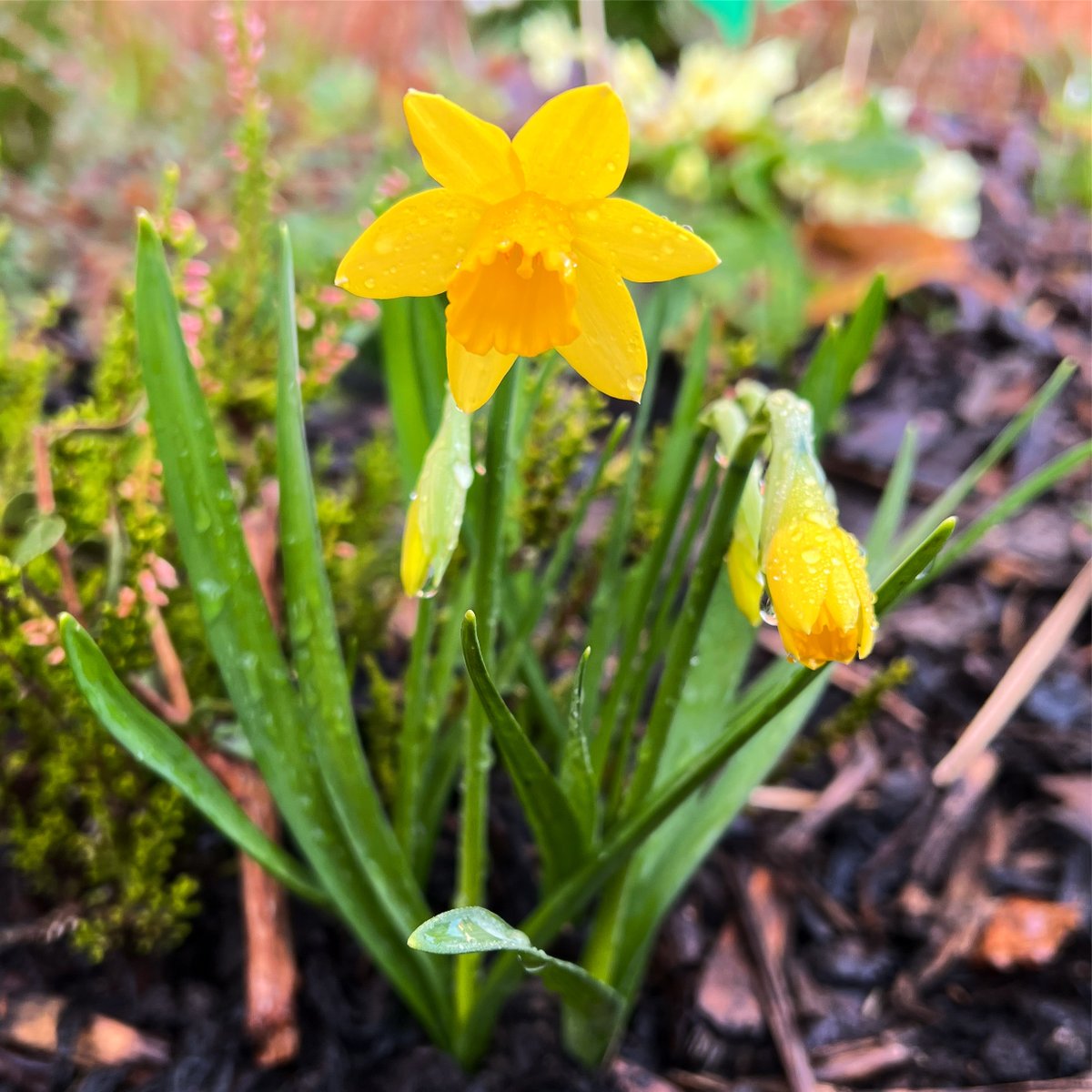 aledbrown's tweet photo. Happy St. David’s Day! Dydd Gŵyl Dewi Hapus! 🏴󠁧󠁢󠁷󠁬󠁳󠁿 https://t.co/mdMMA1Mucl