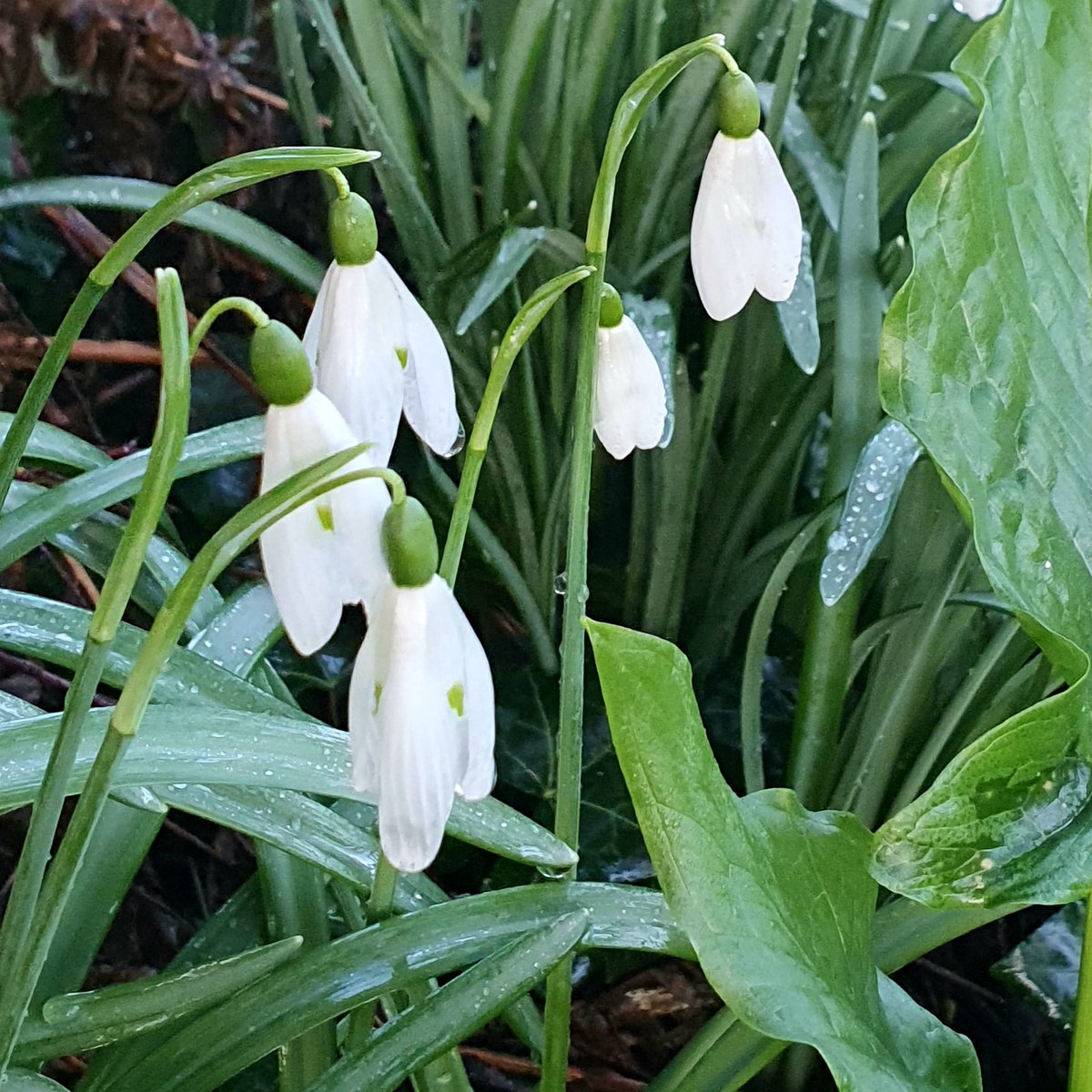 c_duigan's tweet photo. #DyddGŵylDewi - As the frost melts on #StDavidsDay #DoTheSmallThings #Anglesey #Wales #YnysMôn #SpringIsComing https://t.co/2eL7tALMNC