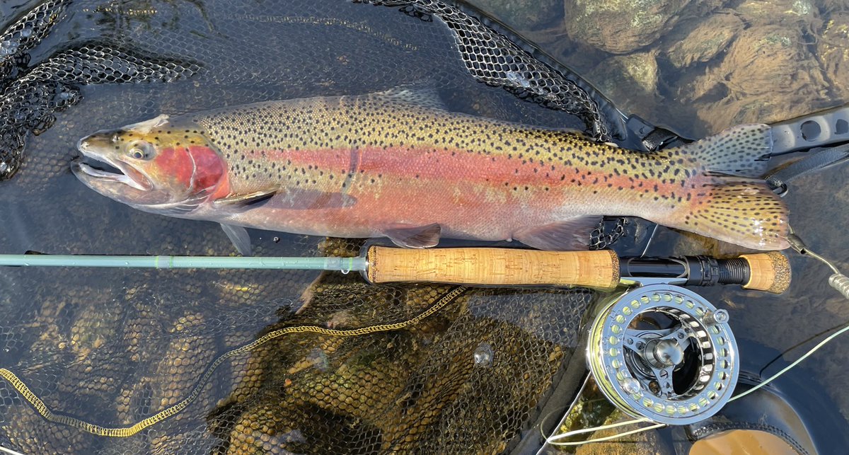 MaxsFlyFishing's tweet photo. Steelhead might be my new favorite target.  It is tough but rewarding! #steelhead #flyfishing #fishing #fishinglife #Tightlines #fishinglife https://t.co/9cHG9mzHur