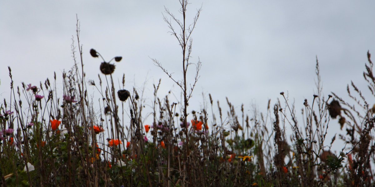 JuckerFarm's tweet photo. Wir und #SlowGrow sind nominiert für den #PrixClimat. Und wir sagen; wenn nicht wir, dann sie :) Wir arbeiten nämlich in Zukunft zusammen. Und suchen in diesem Rahmen eine*n Mosaiklandwirt*in. Hier geht's zum Job-Beschrieb:

https://t.co/S81C5mIvZX

#RegenerativeLandwirtschaft https://t.co/D5xOtNDwQ9