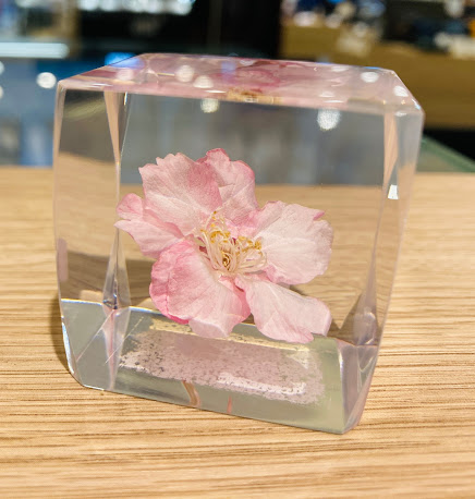 丸善 広島三越店 国陽工芸 リブフラワー 桜が咲く季節が近づいて参りました 本物の桜を使用したペーパーウェイトはいかがですか 生花を特殊な加工法により透明な樹脂の中に閉じ込めました 一年中桜を楽しめます 桜以外の花もございます ギフトに