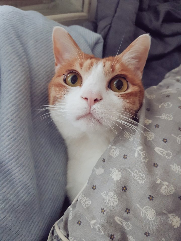 MJKtheCAT's tweet photo. 앙뇽하새오 오랜만이애오 https://t.co/DFhn7H0Mef