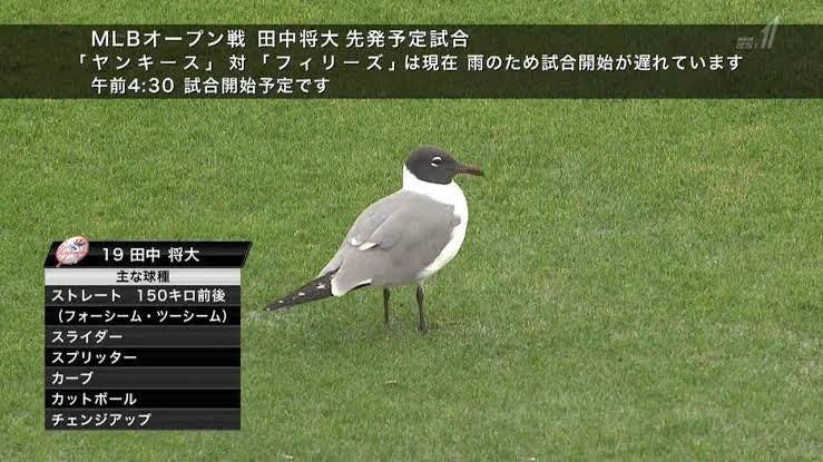 @tktktk__giants マー君もありました 