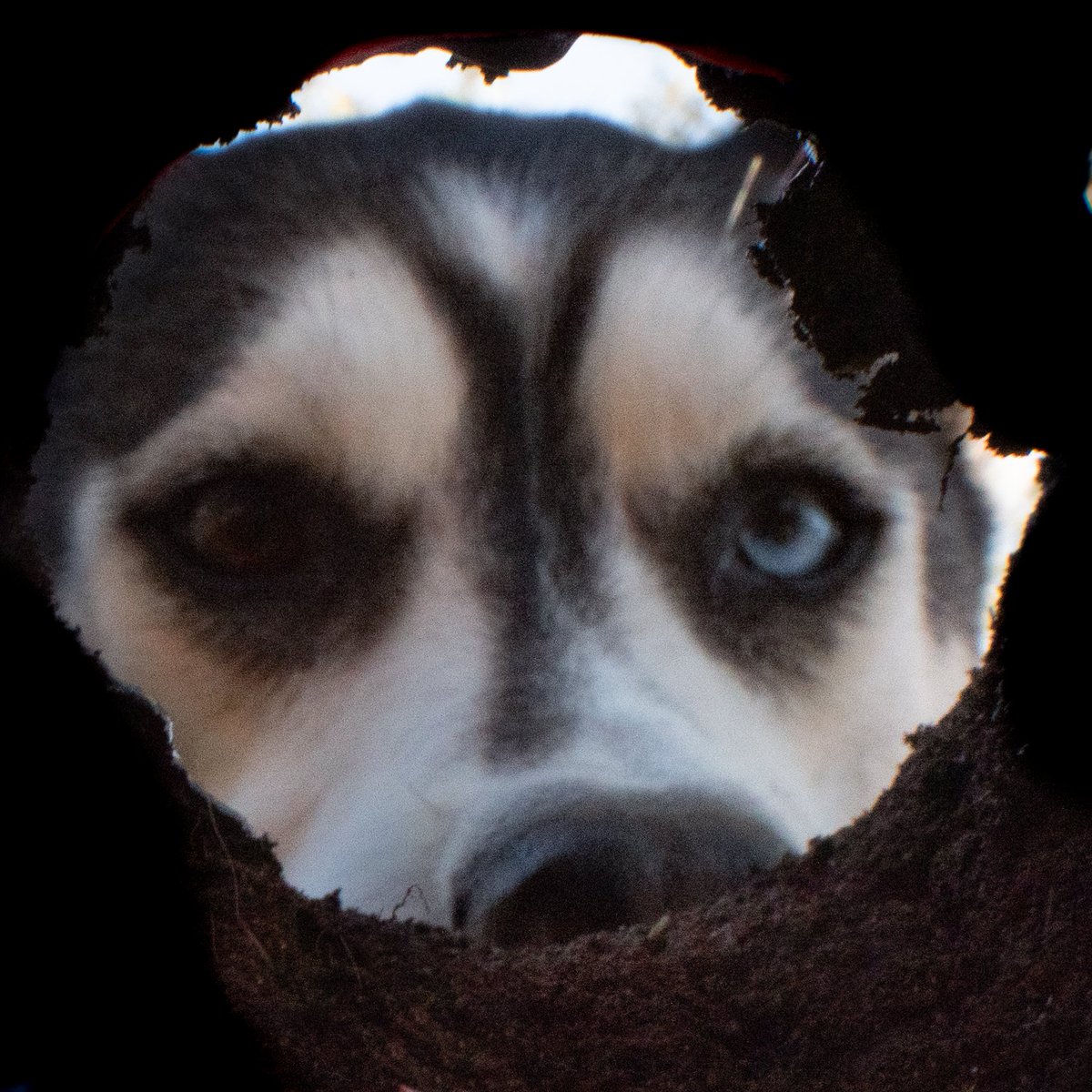 Husky Snow Pack tweet media