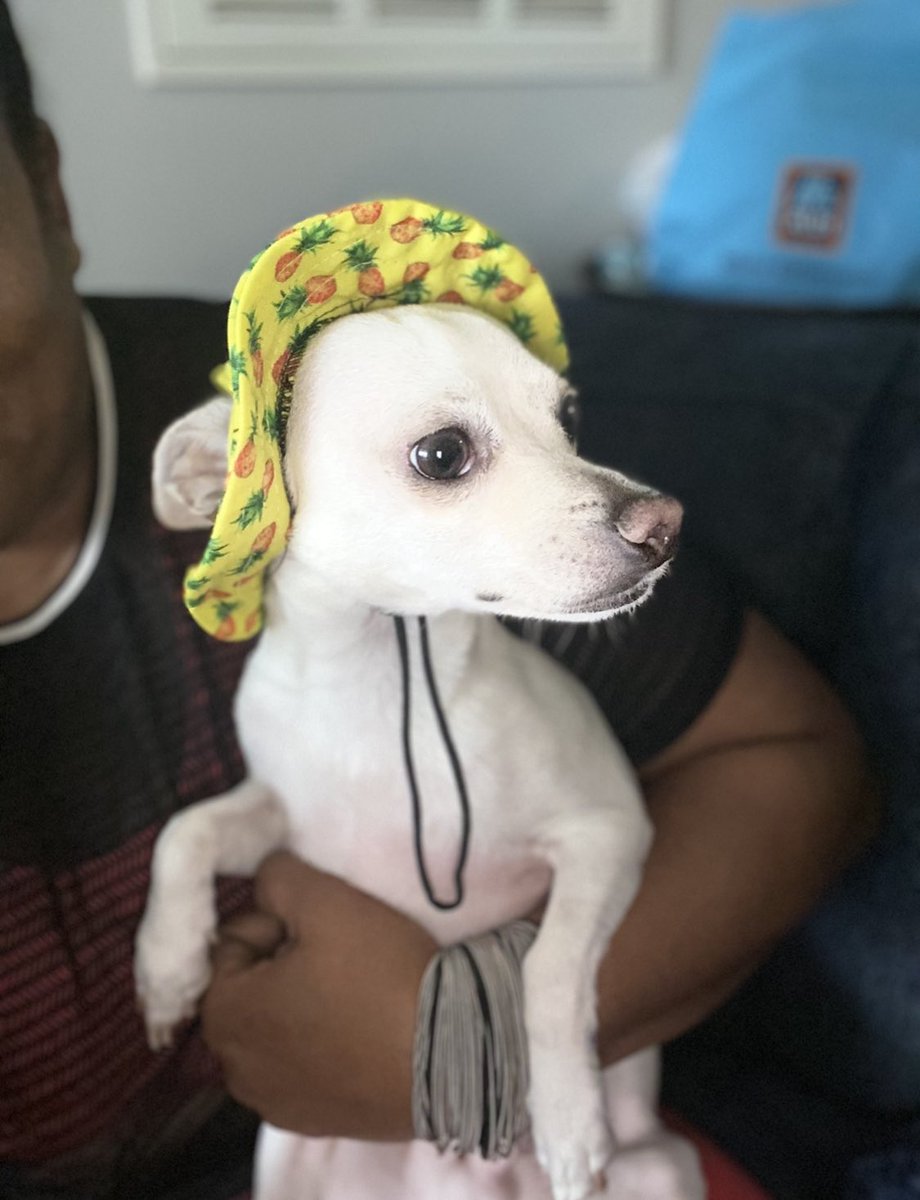 tevkourt's tweet photo. @ChrisPerkinsDnD I think our dogs are related lol https://t.co/eds2bnMF3u