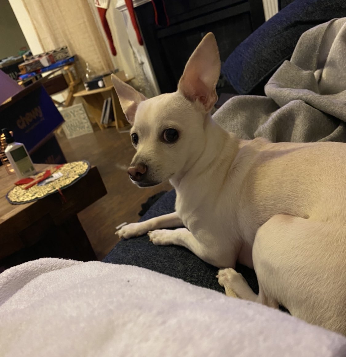 tevkourt's tweet photo. @ChrisPerkinsDnD I think our dogs are related lol https://t.co/eds2bnMF3u