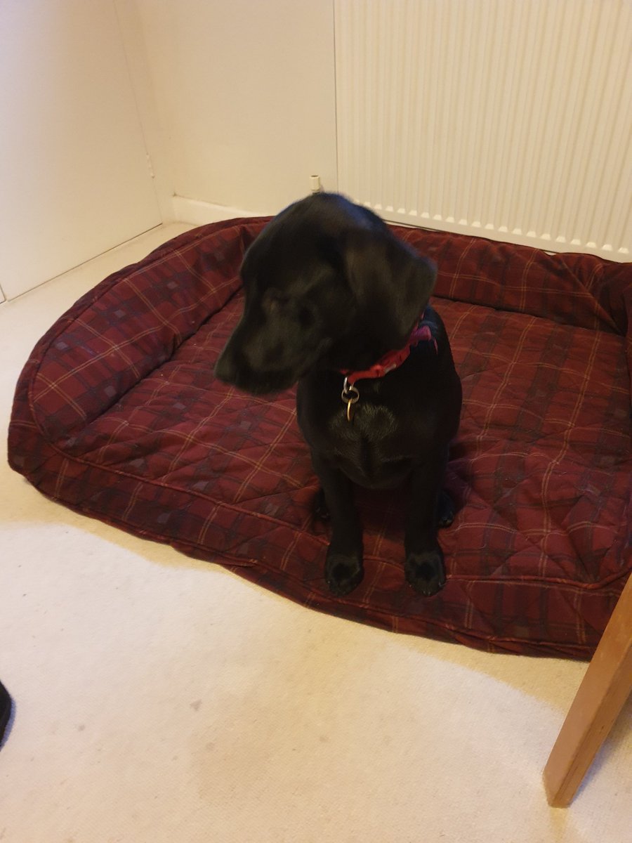 Plum Pudding Pigs tweet media