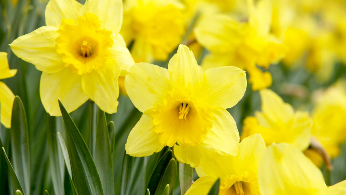 Dydd Gŵyl Dewi Hapus! 
Happy St David's everyone 🌼🏴󠁧󠁢󠁷󠁬󠁳󠁿