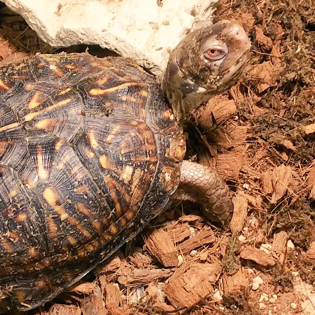 爬虫類・両生類専門店レプティリカス on X