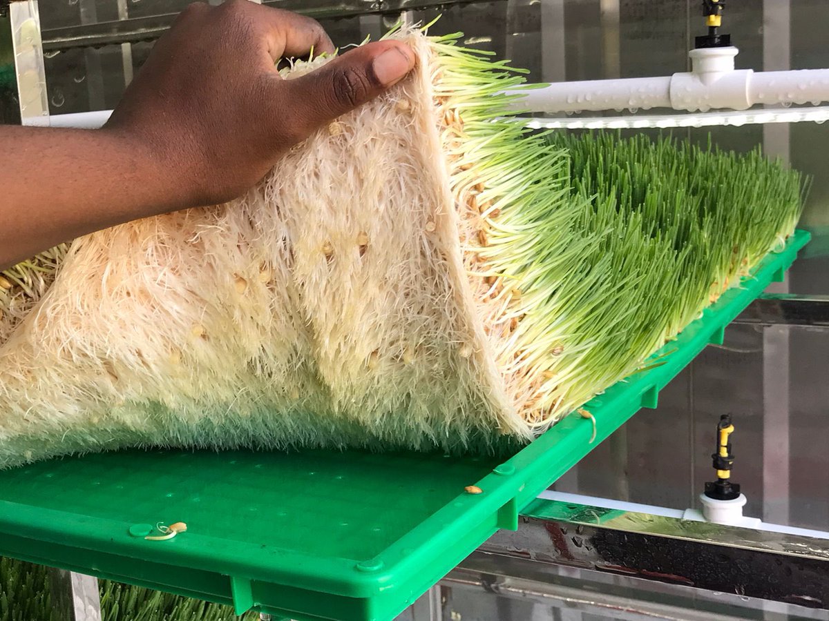 Mila Fresh Produce tweet media