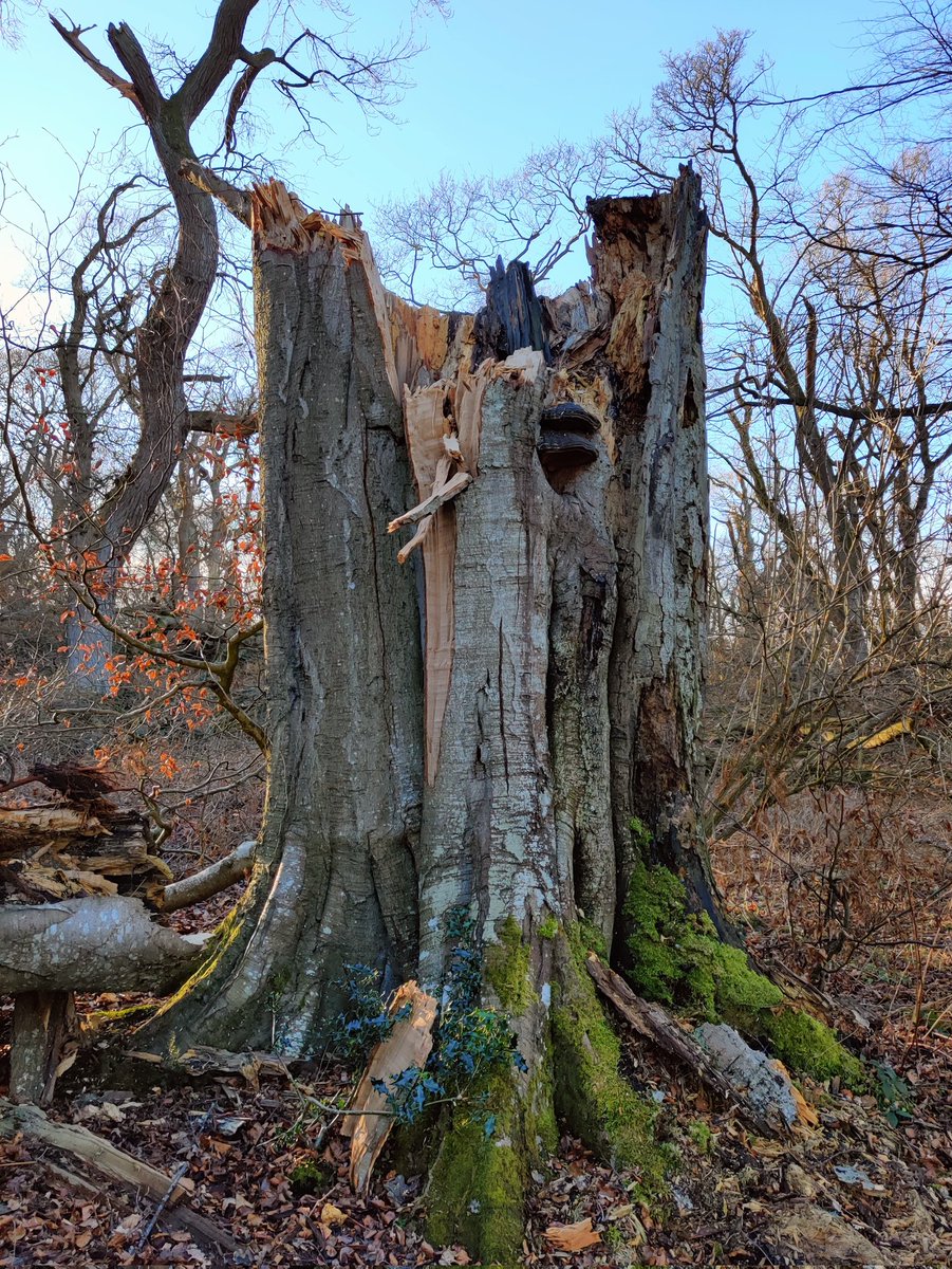 A fallen giant, another victim of #StormArwen. Reflecting on the pride and resilience of brothers and sisters in Ukraine this #thicktrunktuesday.