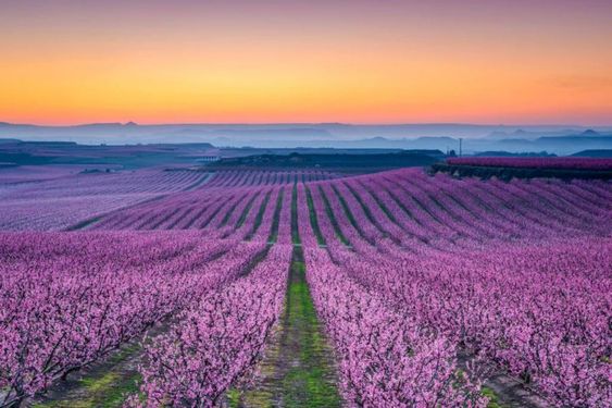 viajandoxlmundo's tweet photo. La floración de frutales en #Lleida nos anuncia el final del invierno con una explosión de color
#Airmet
#GrupoAirmet
#agenciasdeviajes https://t.co/rutLutpdIr