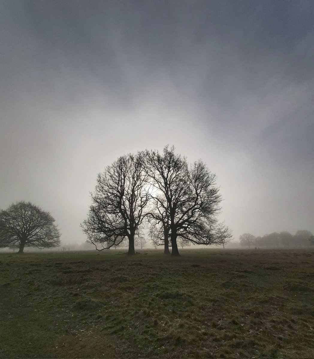 Winter silhouettes.
@theroyalparks 
#bushypark #trees #winterlandscapes #nature #tuesdayvibe