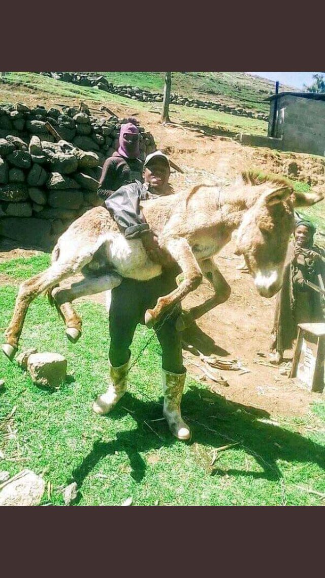 Bermuda43516072's tweet photo. @joseph_kalimbwe @k_nherera The donkey #jamwanda2 the cadaver was buried https://t.co/aA0g8G3XdP