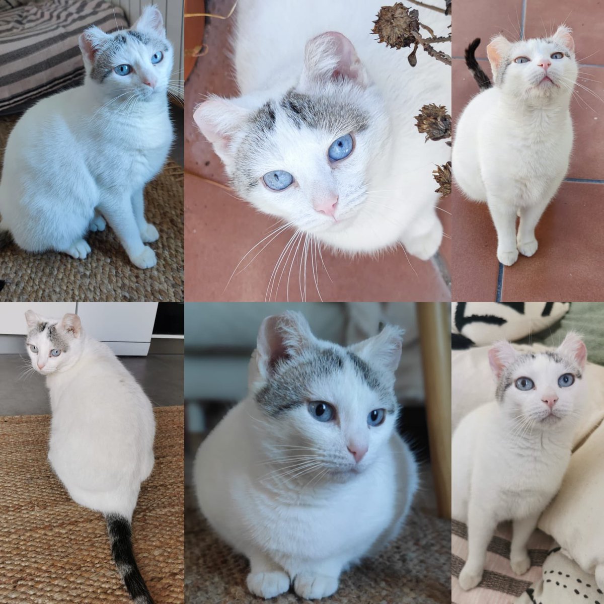 ¡Hola! Soy Claudia y busca hogar para *Luna* 🐱 donde pueda recibir todo el amor que se merece. Os cuento su historia👇🏻👇🏻
A finales de diciembre rescatamos a Luna, hambrienta y con las orejas fatal, trozos sin pelo por todo el cuerpo y la barriguita inflamada. Rescatarla 🐱 fue