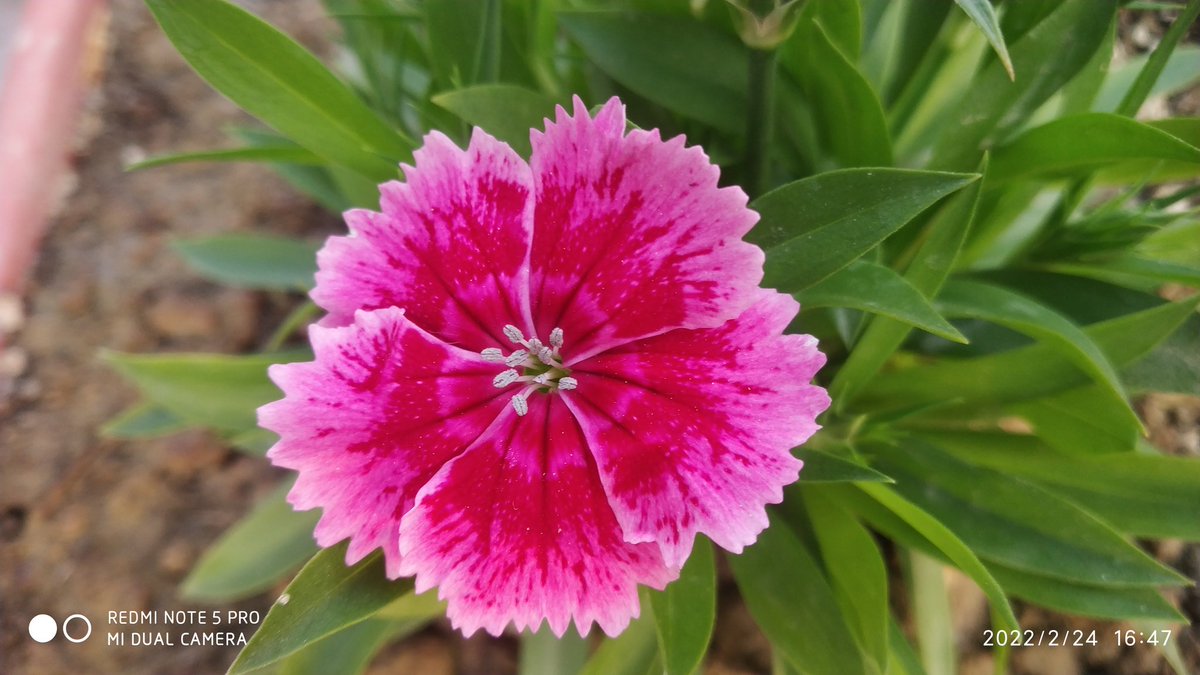 sprakash4lf's tweet photo. Leave weapons, 
Adopt peace,
Make the world as beautiful as this flower.
#russia 
#RussiaUkraine https://t.co/E4f2KSIsGj