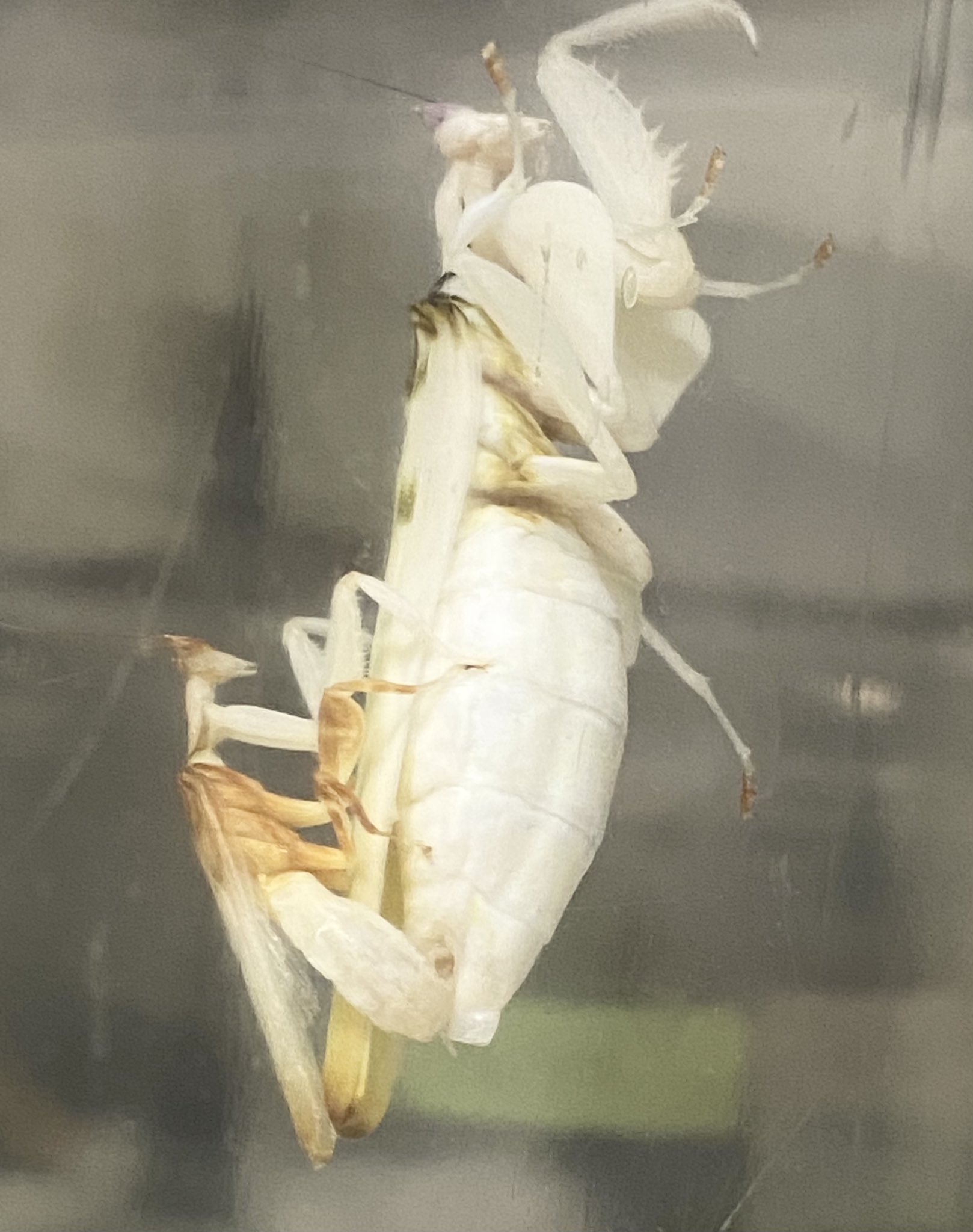 Alice in Tinyroom kittenネックレス ダイヤ YG18K アリスインタイニー