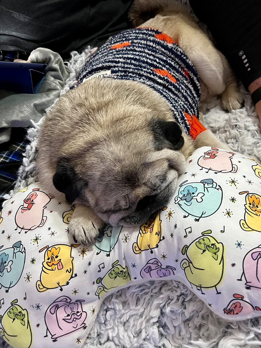 Does your puggo have a BOBO bone?? They are the best chin rests ever……. blindbutnot.etsy.com #pugs #puglife #pugchat #pugsoftwitter